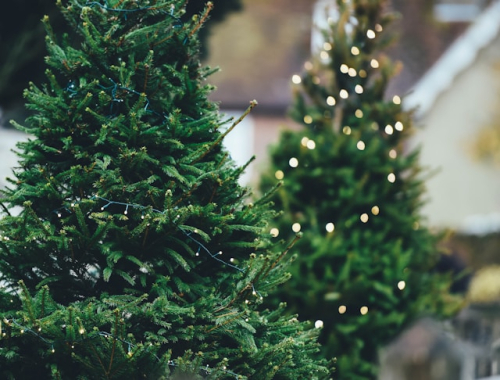 Waar moet je op letten bij het kopen van een kerstboom?