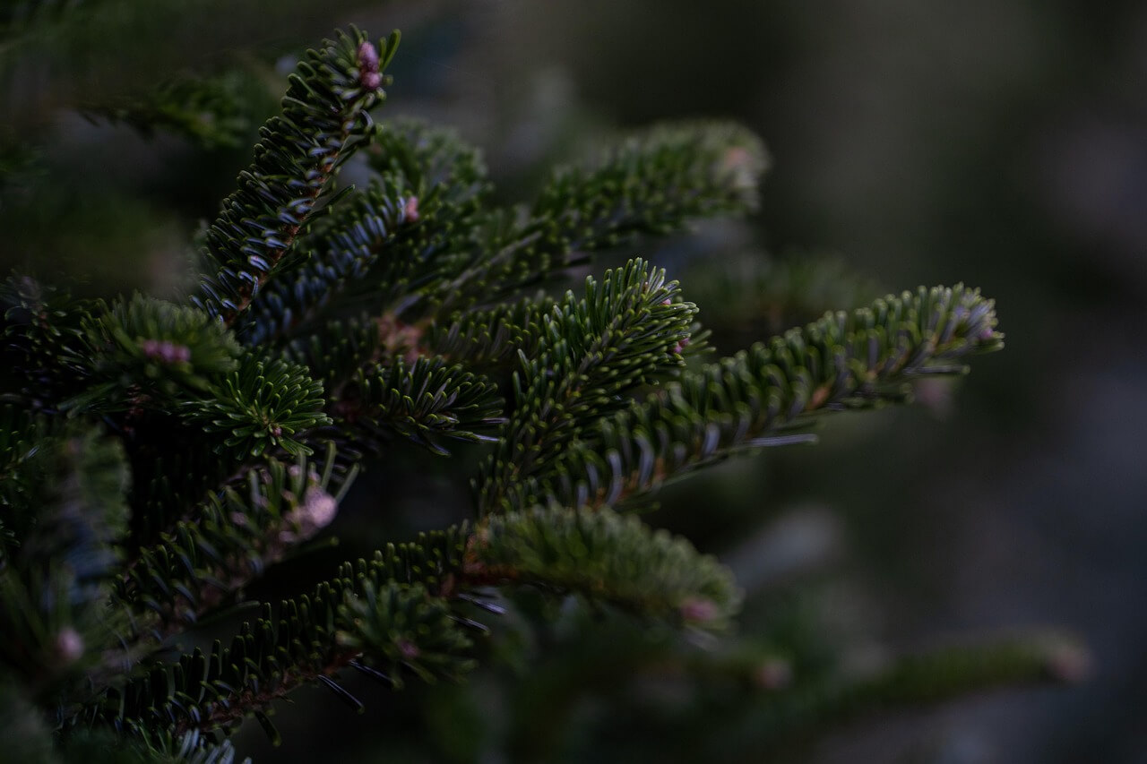 Budget kerstbomen